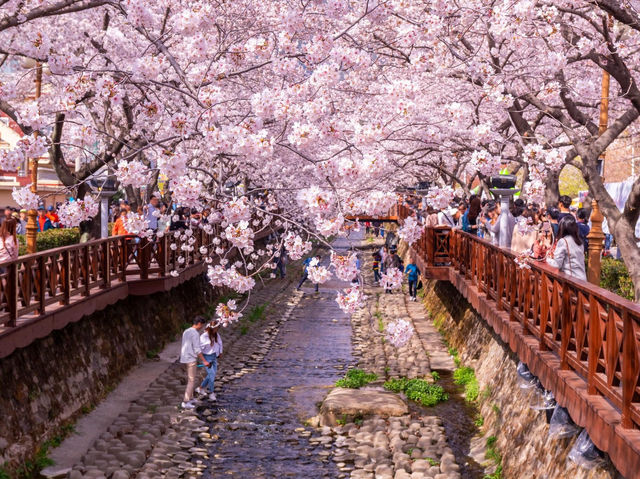韓國鎮海區櫻花