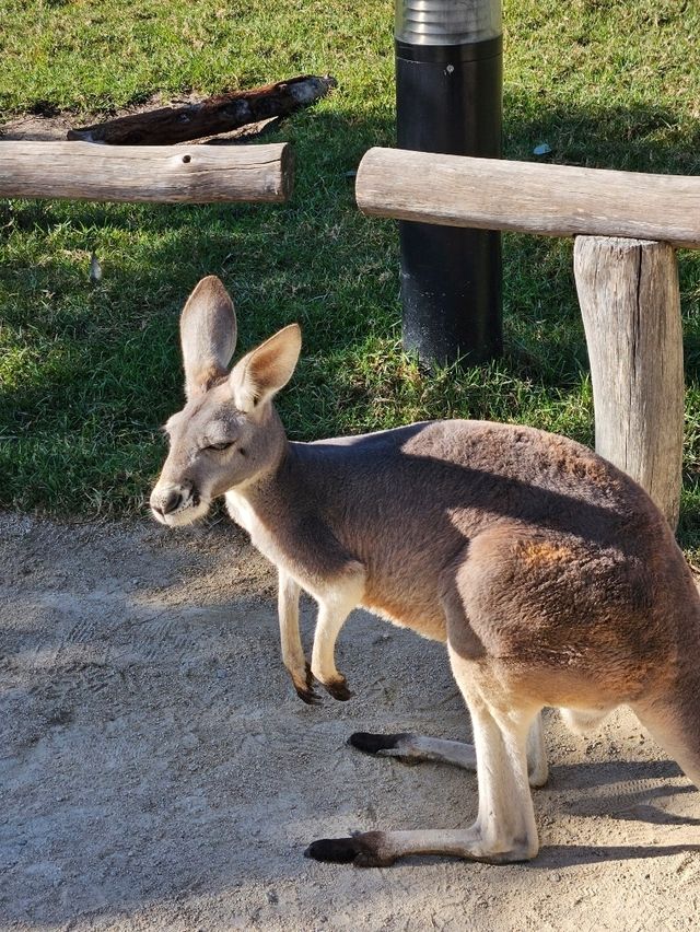 🇦🇺시드니에서의 특별한 9가지 경험