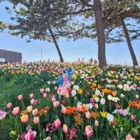 Tulips Festival 