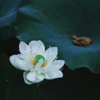 【高雄】澄清湖～荷花夢幻景緻～園林藝術之美