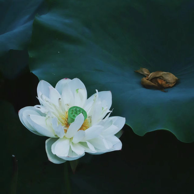 【高雄】澄清湖～荷花夢幻景緻～園林藝術之美