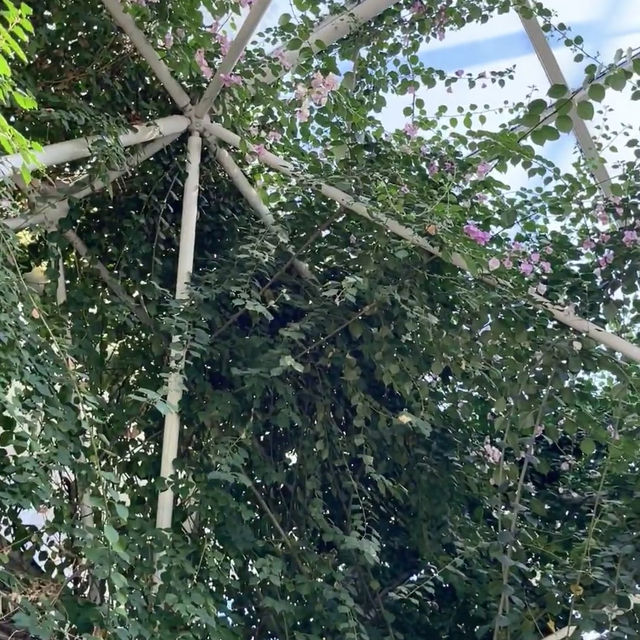 伊豆仙人掌公園：奇特仙人掌品種，絕對視覺體驗