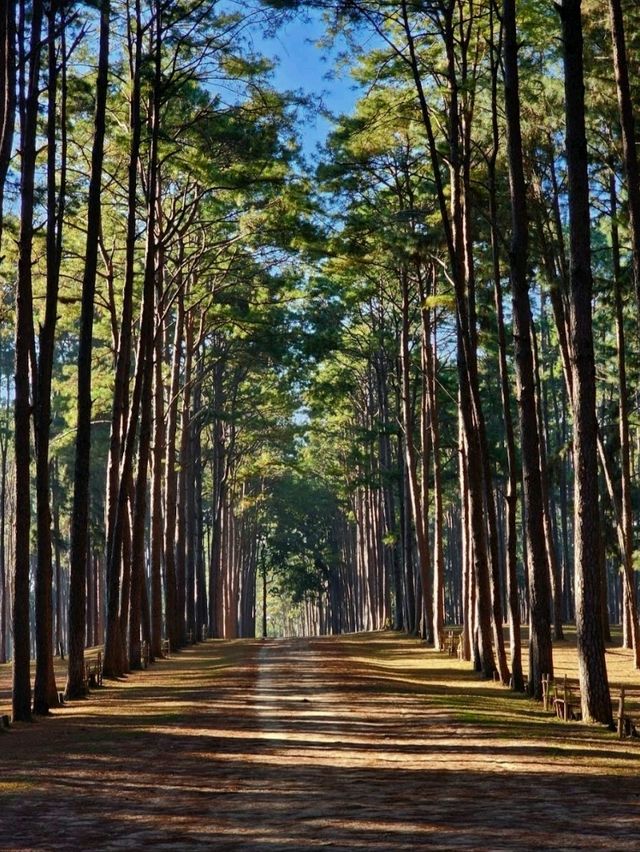 เที่ยวสวนสนน่าฝน นอนบนรถบ้าน - เชียงใหม่