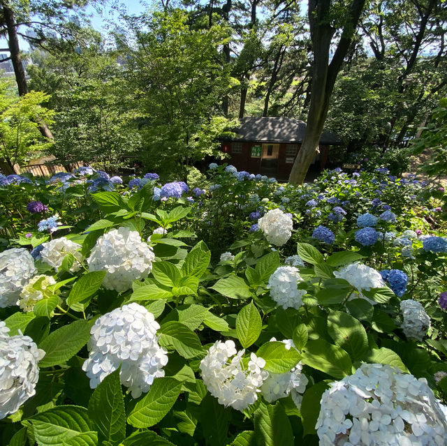 【Tokyo🇯🇵】多摩川台公園