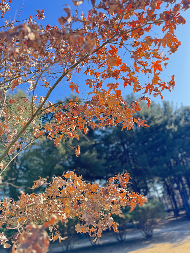 韓國首爾｜必玩高空飛索飛入南怡島
