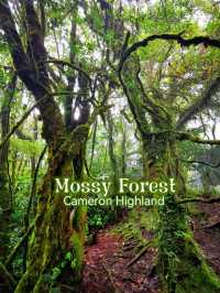 Enchanting Nature Preserve in Cameron Highland