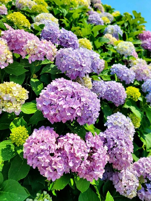 거제도에서 가장 유명한 대문집은 여기💙
