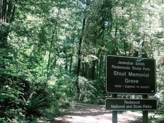 🌳 Nature Walk at Stout Grove