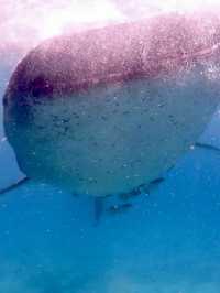 大迫力！野生のジンベイザメと泳ごう
