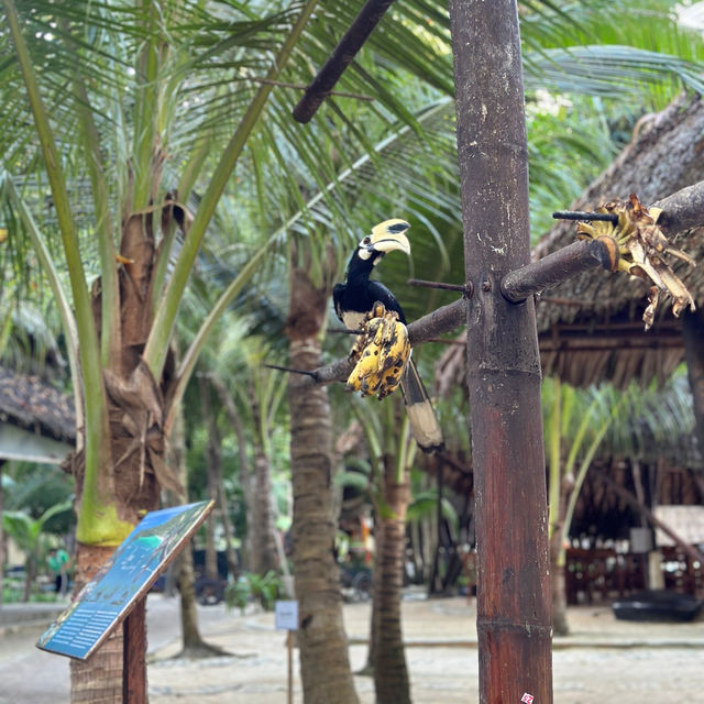ตามหานกเงือกที่เกาะเฮ 🏝️