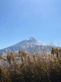 【東京河口湖】富士山景點推薦🏖️🔥：大石公園咖喱飯，Cafe Mimi歐式庭院