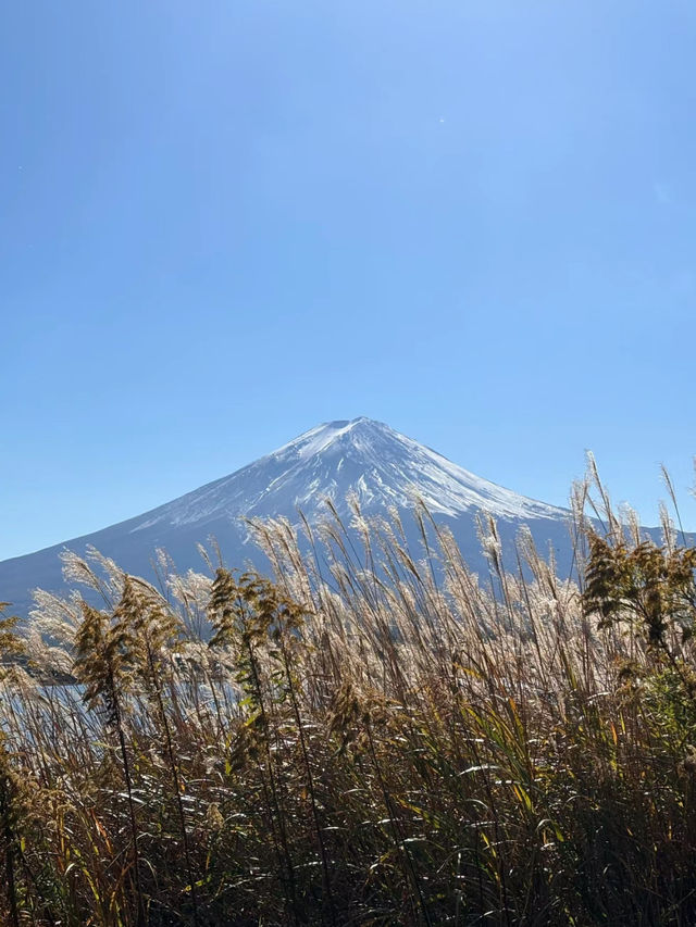 【東京河口湖】富士山景點推薦🏖️🔥：大石公園咖喱飯，Cafe Mimi歐式庭院