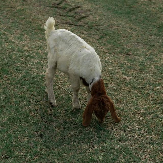 🌿🐑ถ่ายรูปกับฝูงแพะ @เขื่อนป่าสักฯ ลพบุรี