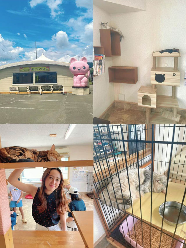【茨城県】わんこがいっぱい🐶🐾一日中もふもふと戯れられる楽園😍💖【つくばわんわんランド】