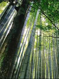 涼を感じるスポット✨美しい竹林の報国寺🥺🤍【鎌倉】