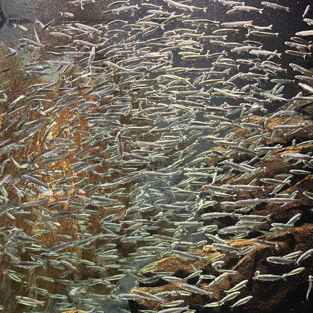 鶴岡駅からバスで40分！『加茂水族館』でクラゲを見る🪼