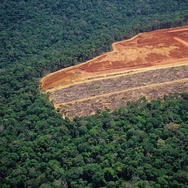 Amazon Rainforest: An Epic Adventure into the Heart of the Earth’s Green Lungs