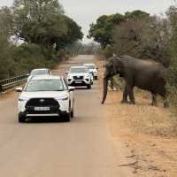 Kruger National Park: A Thrilling Safari Experience in the Heart of Africa