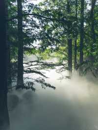 《森林》櫻桃溝：自然美景，適合喜愛植物和尋求靜謐的遊客