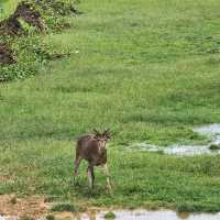 สะพานชมกวางหนองใหญ่ ชุมพร 🦌
