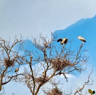 "Teluk Intan Bird View Cruise: A Scenic Journey for Birdwatching and Wildlife Encounters"