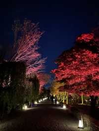 🇯🇵 京都世界遺產二條城 一定要晚上來！🎇