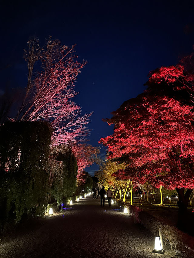 🇯🇵 京都世界遺產二條城 一定要晚上來！🎇
