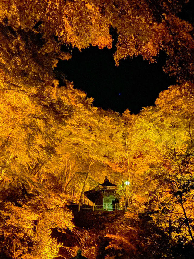 夜のライトアップ🌙愛知県1番の絶景紅葉スポット 「香嵐渓」こうらんけい