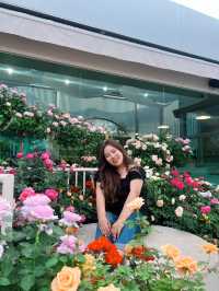 คาเฟ่ ดอกกุหลาบบ 