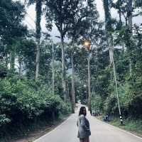 • ถนนต้นยาง • ประตูสู่เชียงดาว 🌳🍃