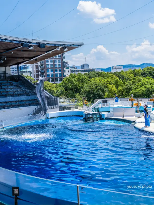 京都水族館 イルカのショーもあるよ