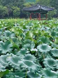 전주 사진찍기 좋은 명소 덕진공원