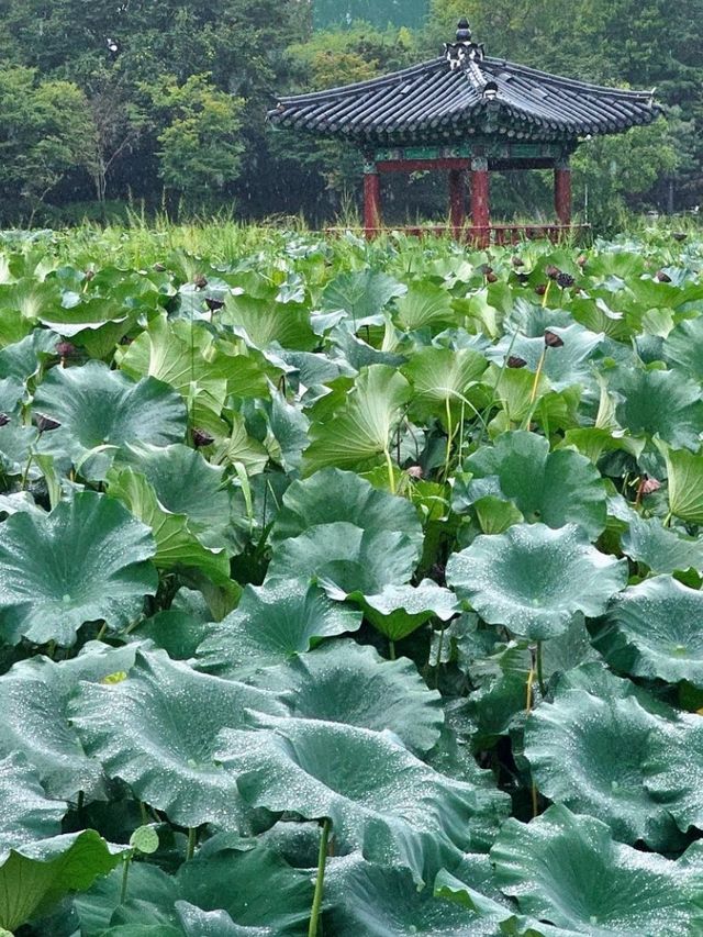 전주 사진찍기 좋은 명소 덕진공원