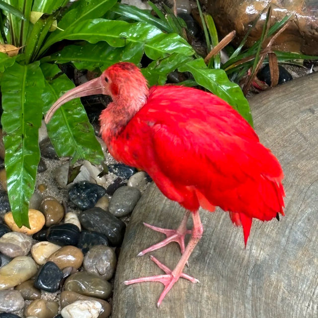 吉隆坡雀鳥公園：鳥類的天堂 🌈🐦
