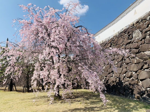 山梨観光　舞鶴城公園