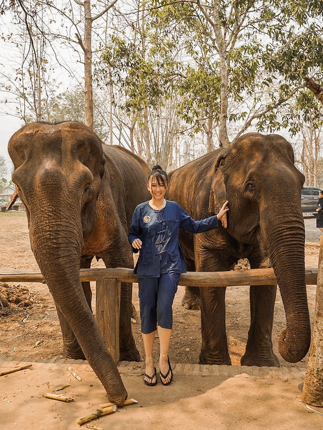 📍Manifa Elephant Camp & Resort