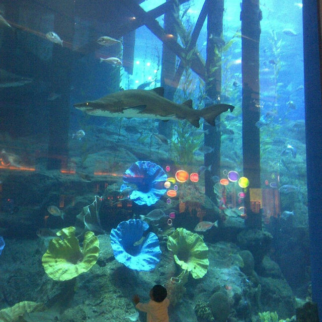 An Enchanting Experience at the Dubai Aquarium
