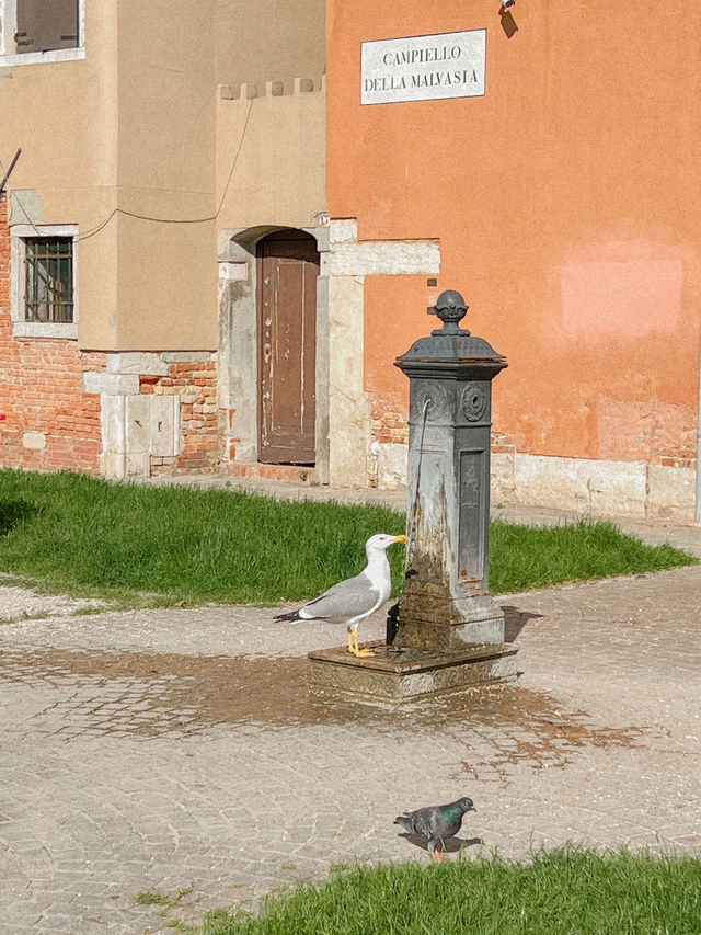 이탈리아 베네치아🇮🇹 물의 도시 베네치아🛶
