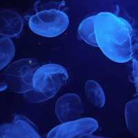 沖繩美麗海水族館