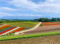 【北海道】絶景✨美しすぎてうっとり！花の絨毯💐