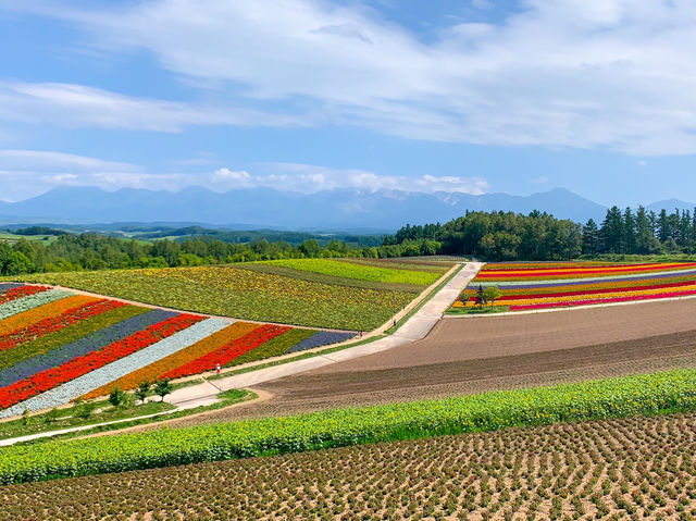 【北海道】絶景✨美しすぎてうっとり！花の絨毯💐