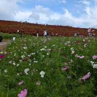 Kochia in Scarlet Red @ Hitachi Seaside Park 