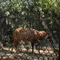 Beautiful Animals in Taronga Zoo!
