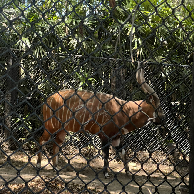 Beautiful Animals in Taronga Zoo!
