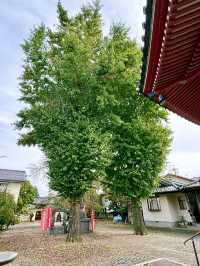 【埼玉県】秋の八角円堂前は銀杏の実が凄い！