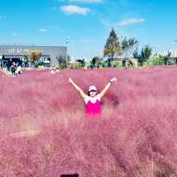 Pink Paradise: Pyeongtaek’s Autumn Gem