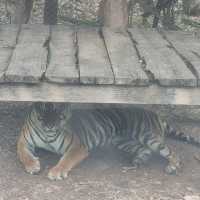 A Wild Day Out: Exploring the Wonders of Kanchanaburi Safari Park