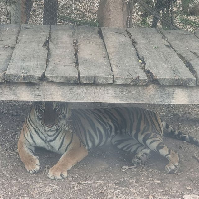 A Wild Day Out: Exploring the Wonders of Kanchanaburi Safari Park