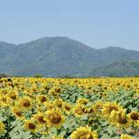 ทุ่งทานตะวันไร่วิชาญ