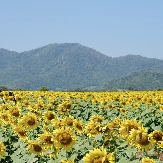 ทุ่งทานตะวันไร่วิชาญ